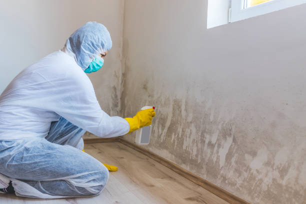 Licensed Black Mold Removal service in Ellsworth, MI - WQB Mold Removal