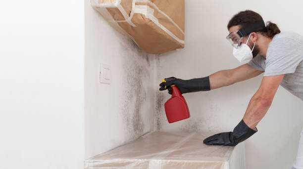 Professional Black Mold Removal technician working in Ellsworth, MI