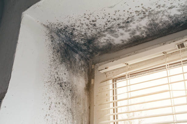 Affordable Black Mold Removal solutions in Ellsworth, MI